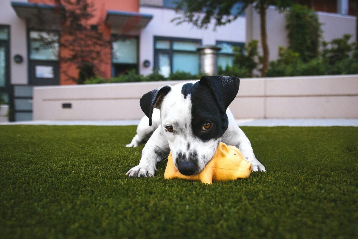 A black and white dog lies on a green lawn, chewing on an orange toy. The background features modern buildings and trees, showcasing the perfect pet turf installation in Tucson, AZ. Contact us today for a free quote!